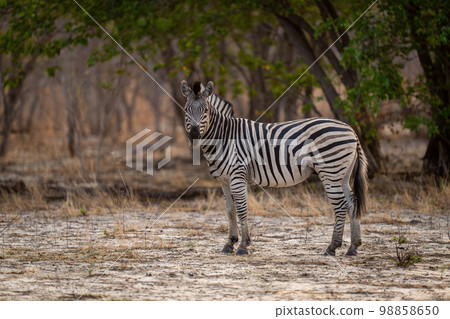 Plains zebra stands in clearing eyeing camera 98858650