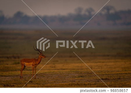 Male common impala stands on grassy plain 98858657