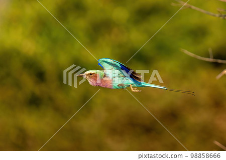 Lilac-breasted roller flies along with wings tucked 98858666