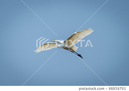 Great egret glides under perfect blue sky 98858701