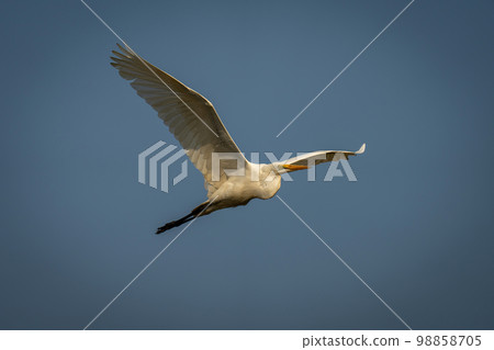 Great egret flies spreading wings at dawn Great egret flies spreading wings at dawn 98858705