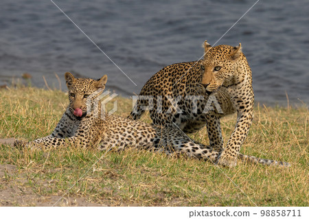 Female leopard steps over cub on riverbank Female leopard steps over cub on riverbank 98858711