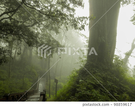 夢幻森林阿里山台灣 98859617
