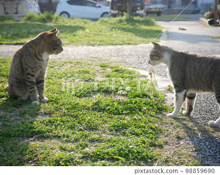 Two cats before the fight started Two cats before the fight started 98859690