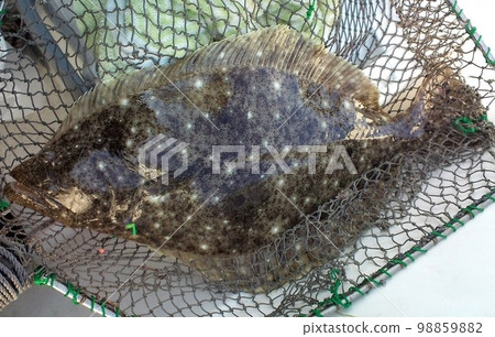 遠洋捕撈比目魚與竹莢魚捕撈的綠色sabiki鉤摩擦 98859882