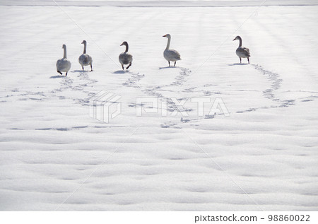 A family of Tundra Swans landing on a snowy feeding ground 98860022