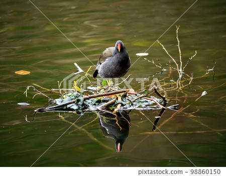 A moorhen standing on a small island in a lake with its reflection in the water. Common moorhen (Gallinula chloropus) on one of the Keston Ponds in Keston, Kent, UK. A moorhen standing on a small island in a lake with its reflection in the water. Common moorhen (Gallinula chloropus) on one of the Keston Ponds in Keston, Kent, UK. 98860150