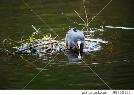 A coot standing on a small island in a lake with its white shield clearly visible. Coot (Fulica atra) on one of the Keston Ponds in Keston, Kent, UK. A coot standing on a small island in a lake with its white shield clearly visible. Coot (Fulica atra) on one of the Keston Ponds in Keston, Kent, UK. 98860151