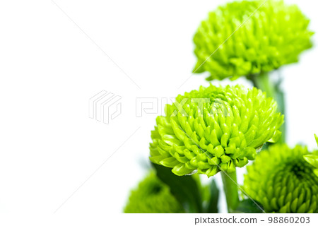 Spray chrysanthemum green Spray chrysanthemum green 98860203