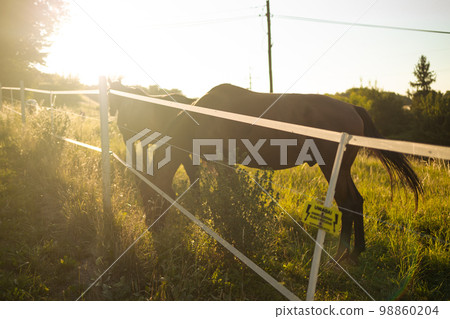 Brown wild horse grazing green grass during spring in paddock paradise, walking in a field at sunrise. Brown wild horse grazing green grass during spring in paddock paradise, walking in a field at sunrise. 98860204