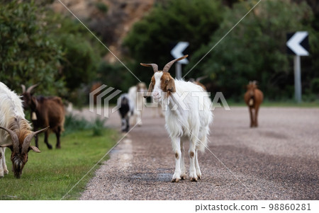 Herd of Sheep on the road in the mountains of Sardinia, Italy. 98860281