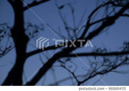 透過樹枝看到的新月 透過樹枝看到的新月 98860435