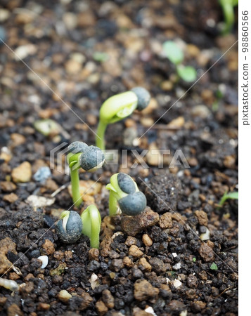 germination germination 98860566