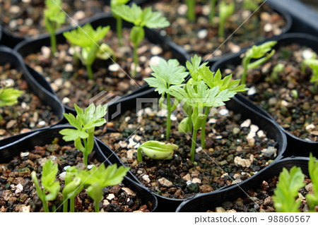 germination 98860567