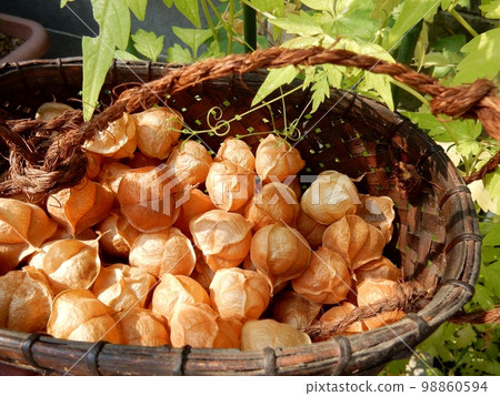 Ripe nut Ripe nut 98860594