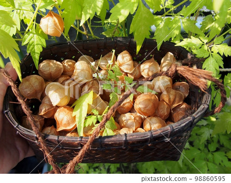 Ripe nut 98860595