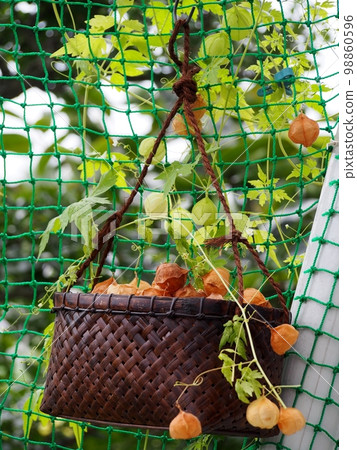 成熟的堅果 98860596