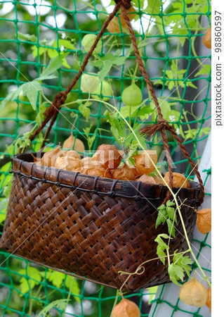 成熟的堅果 98860597