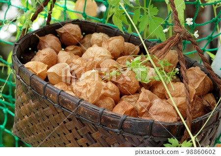 Ripe nut Ripe nut 98860602