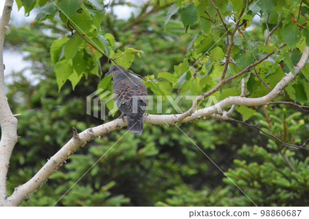 Turtledove  98860687