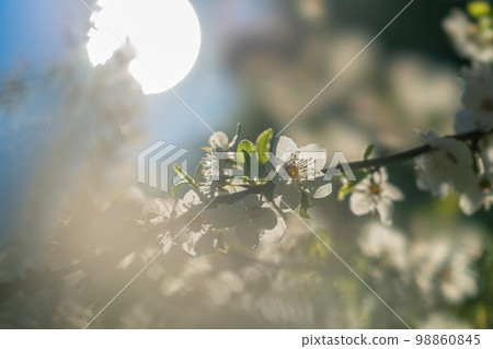A blooming cherry branch with beautiful white flowers on the background of the disk of the sun at sunset 98860845