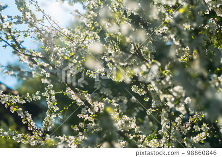 A blooming cherry branch photographed with a special lens giving a magnificent bokeh, background 98860846