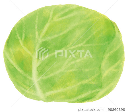 捲心菜 捲心菜 98860898
