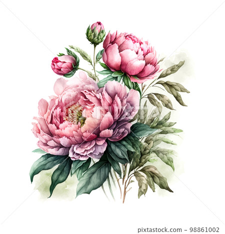 Vector stock flower illustration, Pink peony on a white background. Watercolor style 98861002