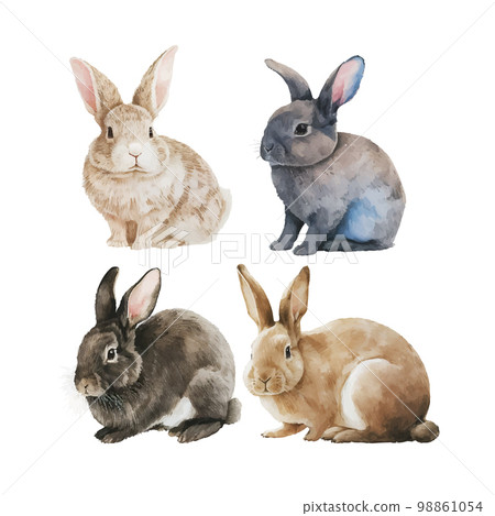 Watercolor illustration of a cute fluffy grey rabbit in a white background Watercolor illustration of a cute fluffy grey rabbit in a white background 98861054