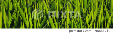 Green grass, nature background. Green grass, nature background. 98861719