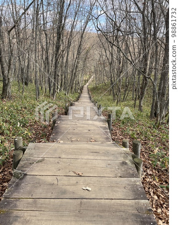 森林的人行道 98861732