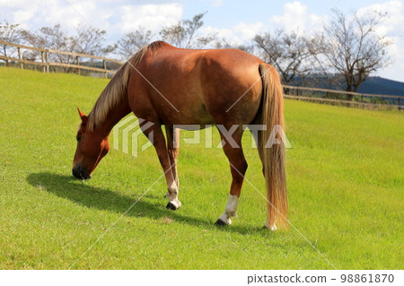 Farm horse image 98861870