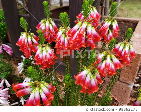 Erica Motherheath 98862173