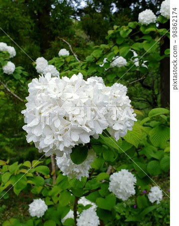 Pure white ball-shaped flower Odemari 98862174