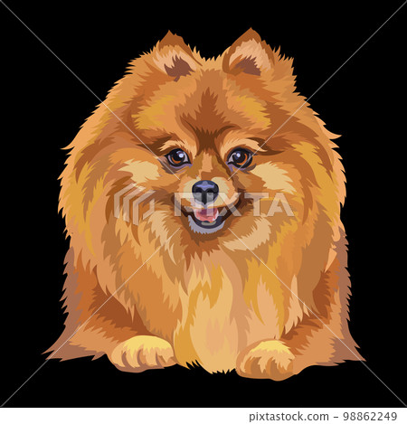 Portrait of Pomeranian dog close up vector illustration 98862249