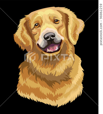 Portrait of Golden Retriever dog close up vector illustration Portrait of Golden Retriever dog close up vector illustration 98862259