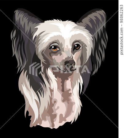 Portrait of Chinese Crested dog close up vector illustration 98862263