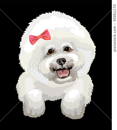 Portrait of Bichon Frise dog close up vector illustration 98862270