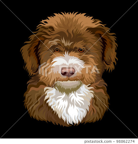 Portrait of Barbet French water dog close up vector illustration 98862274
