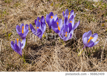 Close up group of blooming crocuses spring flowers 98862409