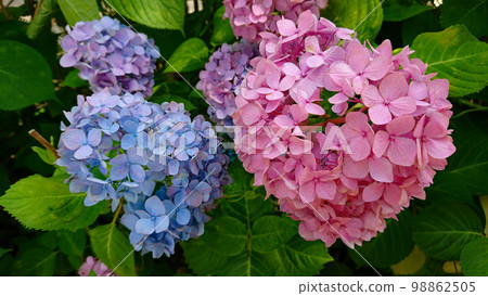 Hydrangea 98862505