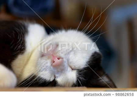 Black and white cat image Black and white cat image 98862658