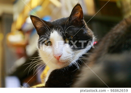 Black and white cat image Black and white cat image 98862659
