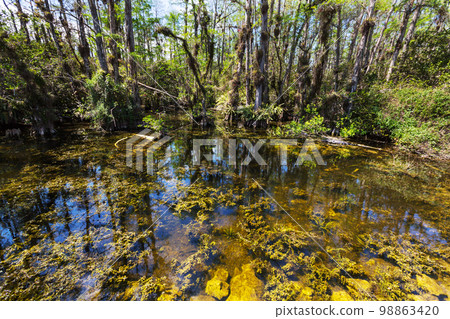 Cypress tree 98863420