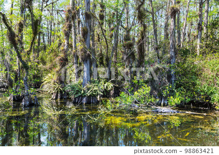 Cypress tree Cypress tree 98863421