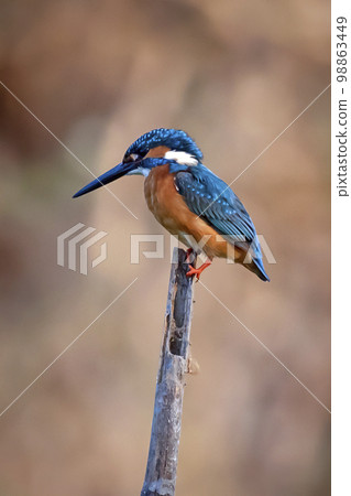 Image of common kingfisher (Alcedo atthis) perched on a branch on nature background. Bird. Animals. 98863449