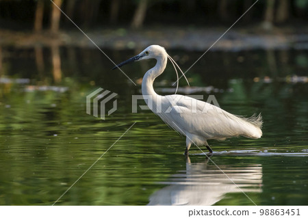 Image of little egret (Egretta garzetta) looking for food in the swamp on nature background. Bird. Animals. 98863451