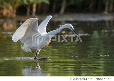 Image of little egret (Egretta garzetta) looking for food in the swamp on nature background. Bird. Animals. 98863452