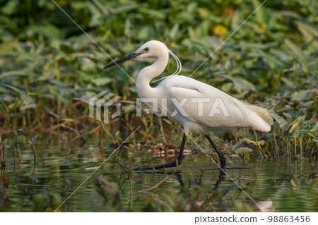 Image of little egret (Egretta garzetta) looking for food in the swamp on nature background. Bird. Animals. 98863456