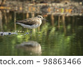Image of bird are looking for food in swamp,. Common Sandpiper (Actitis hypoleucos). Wild Animals. 98863466